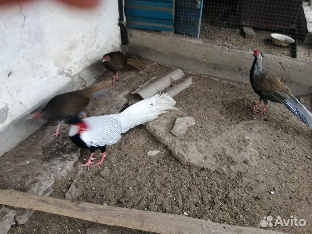 Продаётся пара фазанов купить на Зозу.ру - фотография № 3