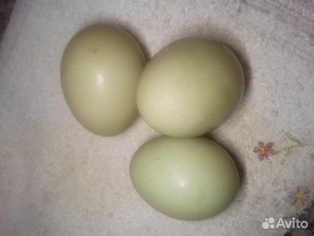 Яйца инкубационные Ухейилюй купить на Зозу.ру - фотография № 2