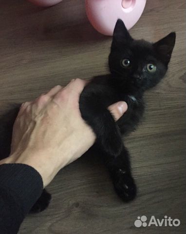 Отдам даром кота