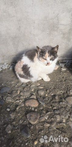 Кошечки и кот купить на Зозу.ру - фотография № 2
