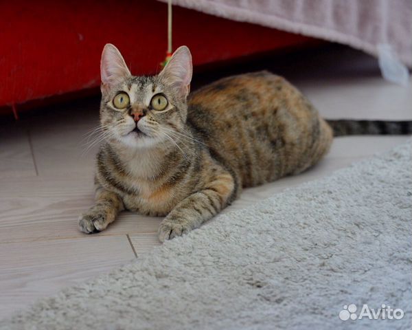 Кошка Шакира Кошка Шакира
