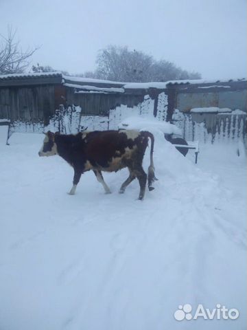 Корова/телка купить на Зозу.ру - фотография № 3