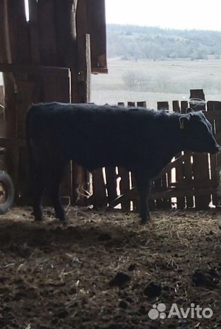 Корова и бычки купить на Зозу.ру - фотография № 7