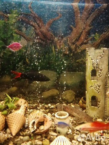 Рыба лабео чёрная с красным хвостом купить на Зозу.ру - фотография № 3