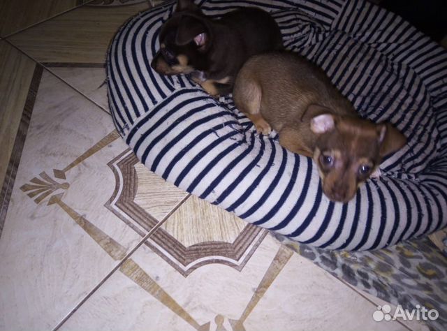 2 щенка, оба мальчики, порода чихуахуа купить на Зозу.ру - фотография № 1