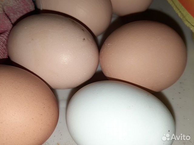 Инкубационное яйцо: индейка, гусь и утка купить на Зозу.ру - фотография № 1