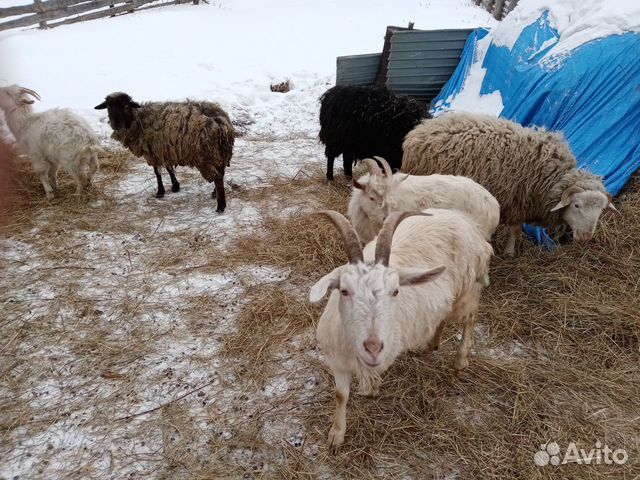 Козы и овцы купить на Зозу.ру - фотография № 3