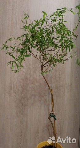 Комнатный гранат Комнатный гранат