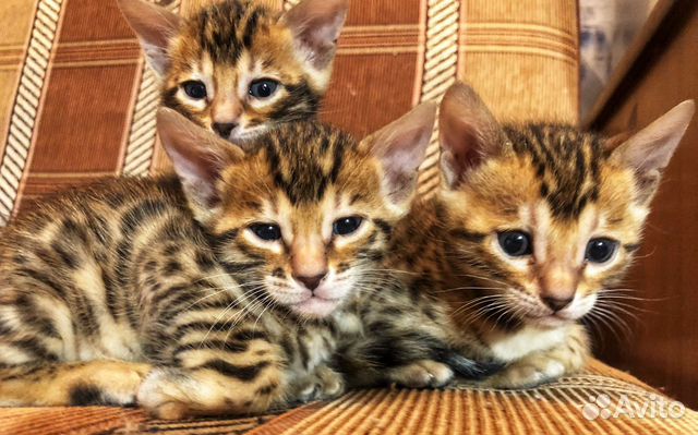 Бенгальские котятки купить на Зозу.ру - фотография № 2