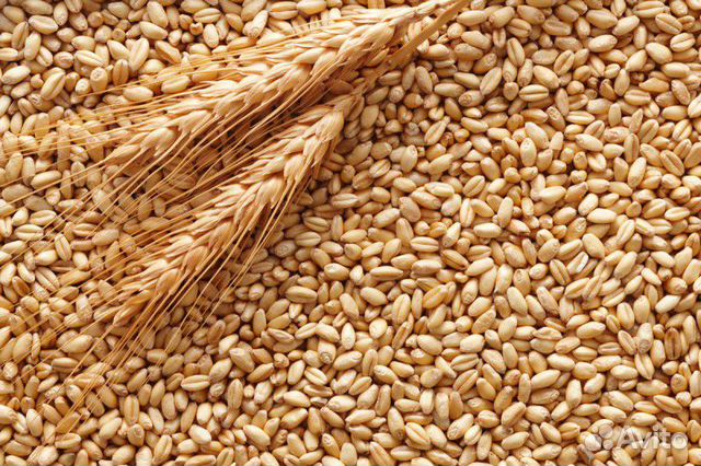 Зерно, фураж, пшеница купить на Зозу.ру - фотография № 1