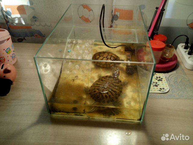 Черепахи месте с оквариумом купить на Зозу.ру - фотография № 2