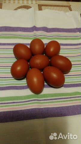 Инкубационное яйцо кур чёрно-медный маран купить на Зозу.ру - фотография № 1