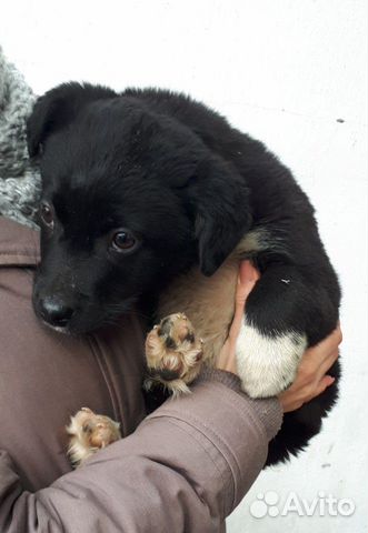 Крупный щенок купить на Зозу.ру - фотография № 3