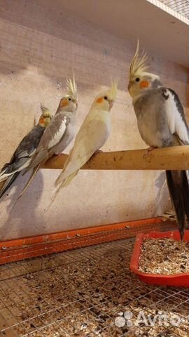 Попугай корелла