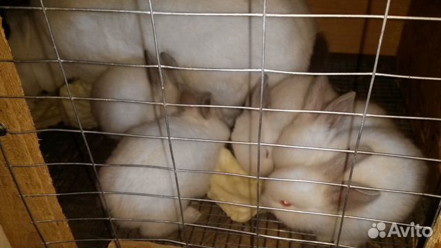 Кролики калифорнийские чистопородные купить на Зозу.ру - фотография № 1