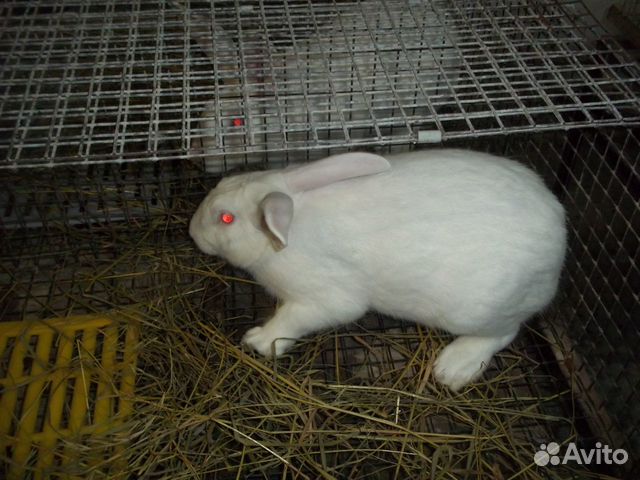Продам кроликов "Хиколь" купить на Зозу.ру - фотография № 1