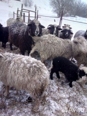Продажа овец купить на Зозу.ру - фотография № 2