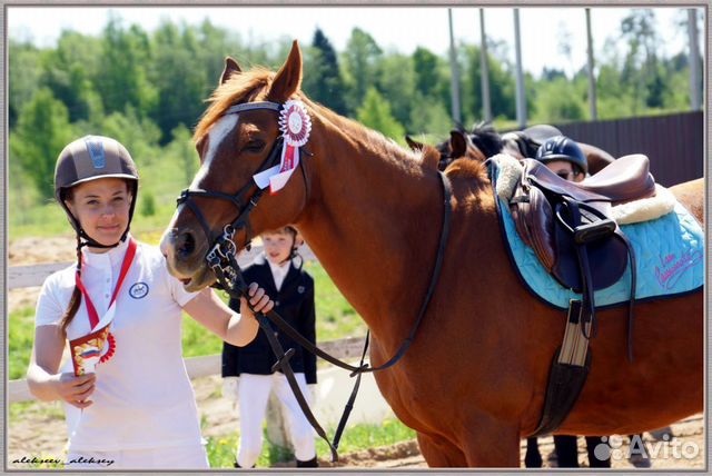 Кобыла Райд - пони Нидерланды купить на Зозу.ру - фотография № 1