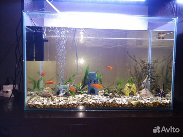 Аквариум с рыбками купить на Зозу.ру - фотография № 3