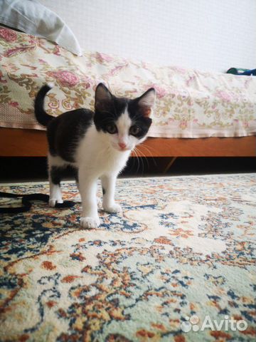 Милый котенок ищет дом купить на Зозу.ру - фотография № 3