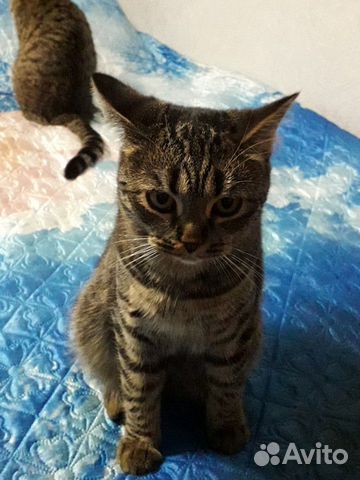 Котята - девочка 6 месяцев