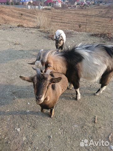 Козлы и козы купить на Зозу.ру - фотография № 2