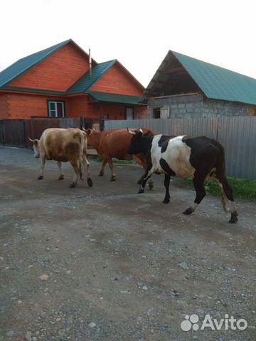 Дойная корова и теленок купить на Зозу.ру - фотография № 4