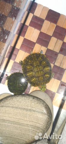 Красноухие черепахи 2 + таррариум+ корм купить на Зозу.ру - фотография № 4