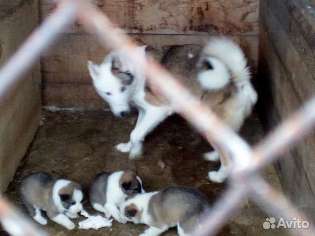Продам щенков Западно-сибирской лайки купить на Зозу.ру - фотография № 2