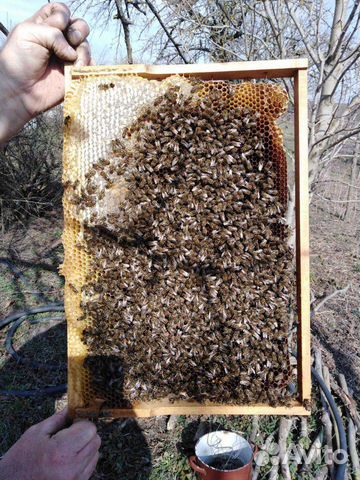 Пчёлопакеты купить на Зозу.ру - фотография № 1