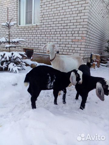Коза с козлятами купить на Зозу.ру - фотография № 6