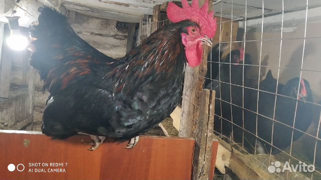 Цыплята и петух купить на Зозу.ру - фотография № 1