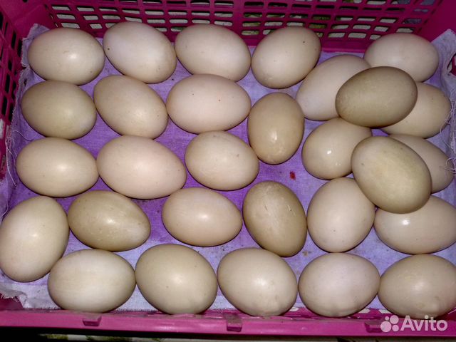 Инкубационное яйцо мускусной утки купить на Зозу.ру - фотография № 3