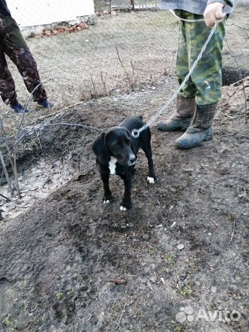 Охотничья собачка «Бигль» купить на Зозу.ру - фотография № 6