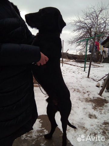Пёс дратхаар в хорошие руки купить на Зозу.ру - фотография № 4