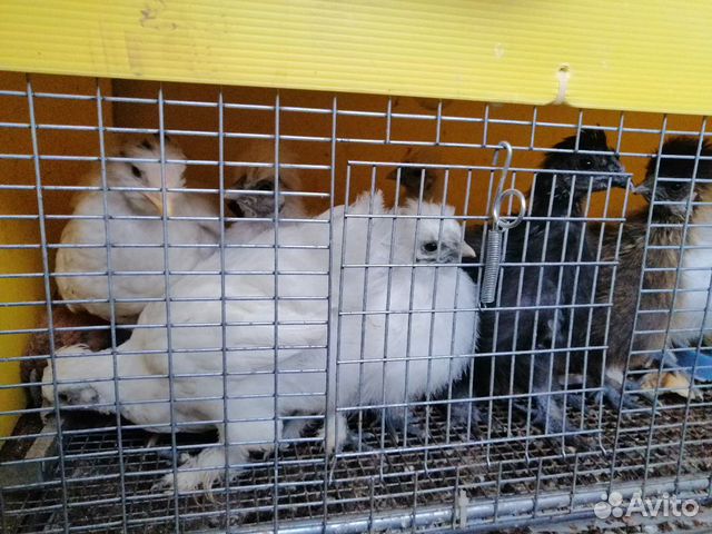Цыплята шёлковые куры купить на Зозу.ру - фотография № 3