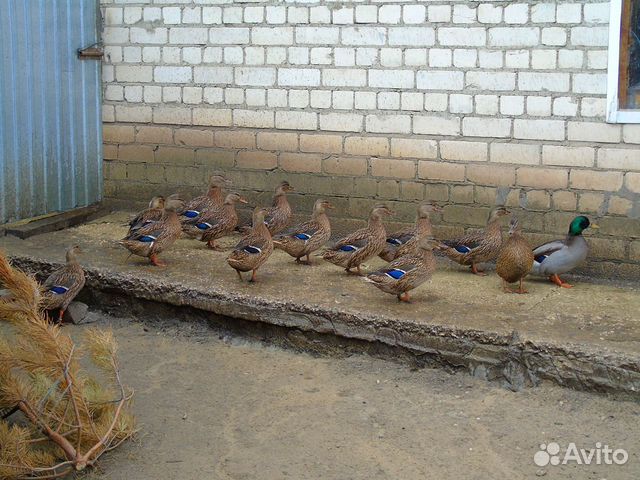 Подсадные утки для весенней охоты 2020 купить на Зозу.ру - фотография № 2