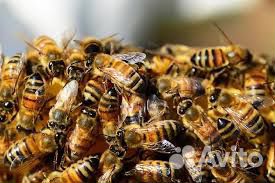 Пчёлы пчелопакеты ульи купить на Зозу.ру - фотография № 1