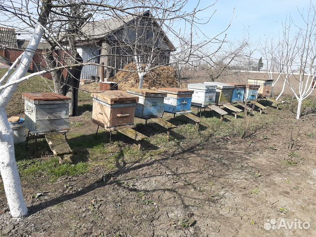 Продам семьи медоносных пчёл купить на Зозу.ру - фотография № 1