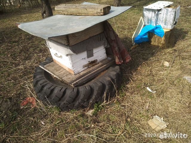 Пчелы в улье дадан купить на Зозу.ру - фотография № 3