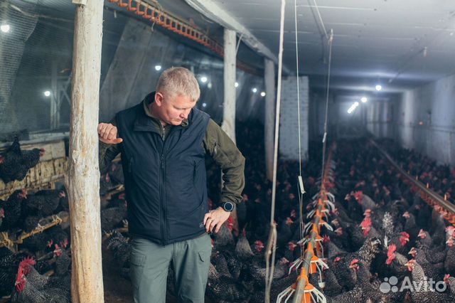 Продается курица возраст 8 мес купить на Зозу.ру - фотография № 2