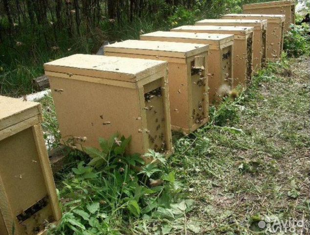 Пчелопакеты 2020 года купить на Зозу.ру - фотография № 1