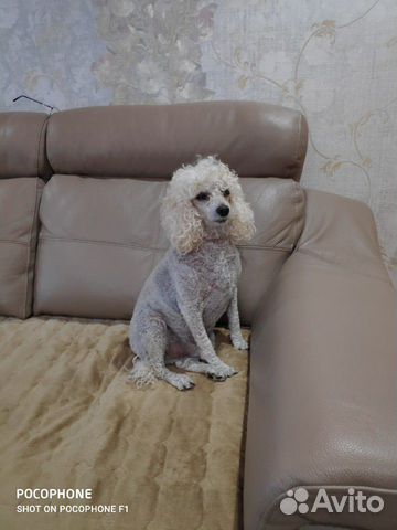 Отдам в добрые руки Отдам в добрые руки