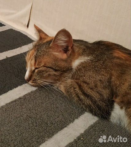 Кошка в добрые руки