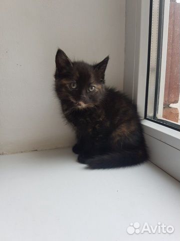 Котята Котята