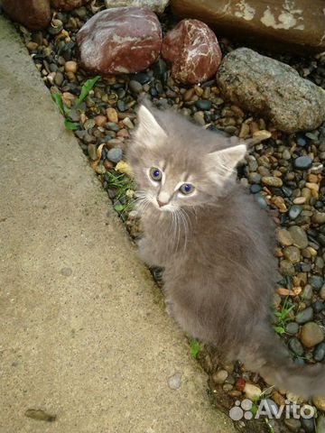 Отдам котят в добрые ручки