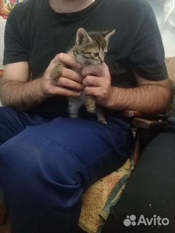 Отдадим котят в добрые руки-можем привезти сами