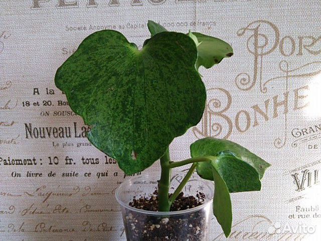 Пеперомия Рейндроп Variegata Пеперомия Рейндроп Variegata