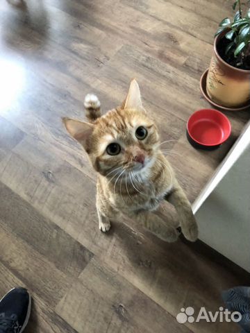 Котик Локи Котик Локи