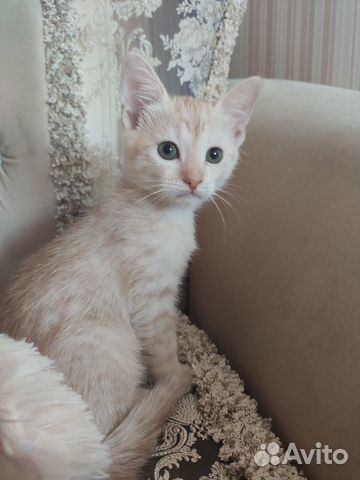 Котенок в добрые руки